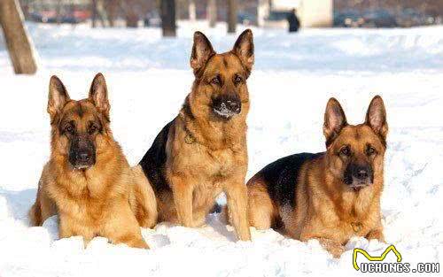 世界名犬—西德牧羊犬