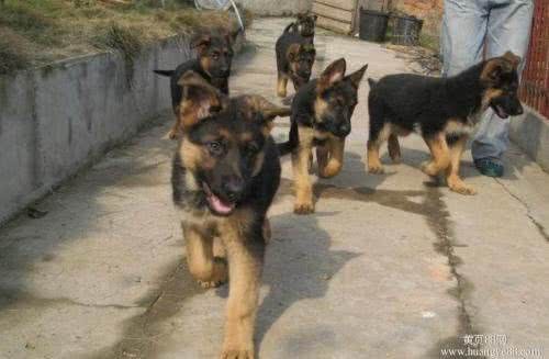 世界名犬—西德牧羊犬