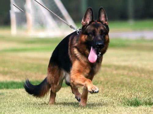 世界名犬—西德牧羊犬