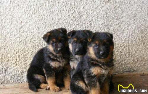 世界名犬—西德牧羊犬