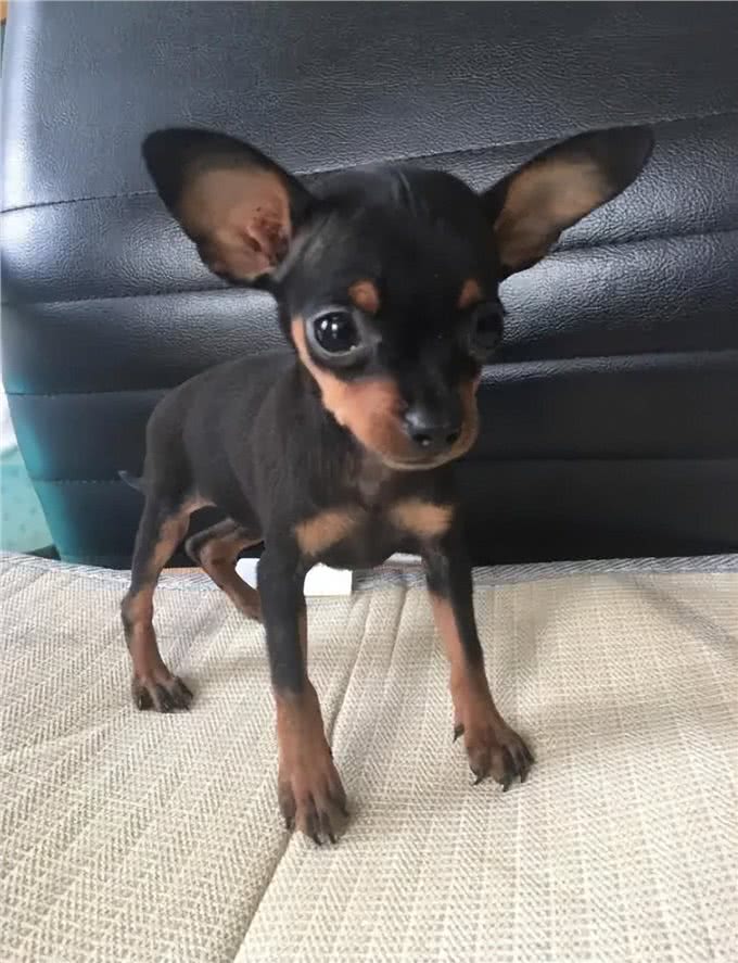 纯种小鹿犬价格多少钱一只?小鹿犬和吉娃娃的区别?