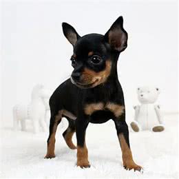 纯种小鹿犬价格多少钱一只?小鹿犬和吉娃娃的区别?