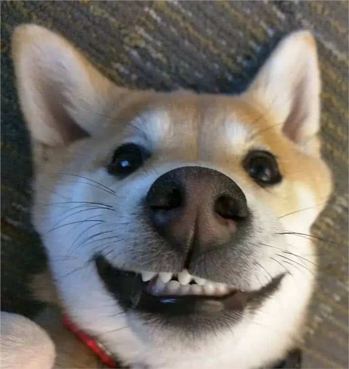 用奖励狗狗学不到东西，必须惩罚才能让它们知道犯错?