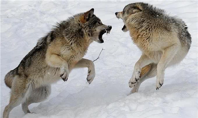 野狼诱杀牧羊犬,只为向牧民复仇?延续千年的人狼之战谁能胜利?