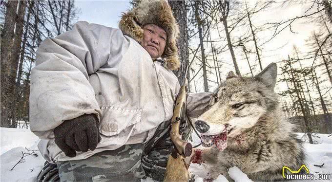 野狼诱杀牧羊犬,只为向牧民复仇?延续千年的人狼之战谁能胜利?