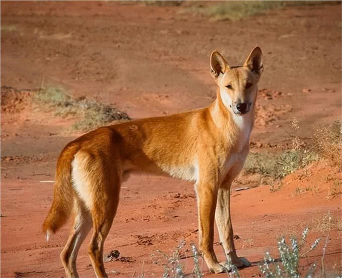野狼诱杀牧羊犬,只为向牧民复仇?延续千年的人狼之战谁能胜利?