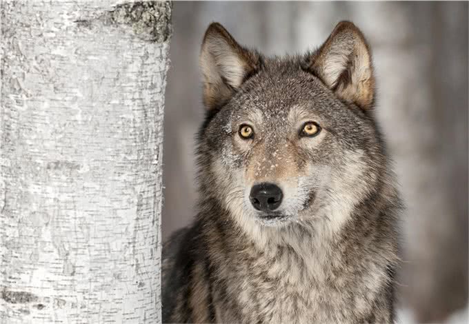 野狼诱杀牧羊犬,只为向牧民复仇?延续千年的人狼之战谁能胜利?