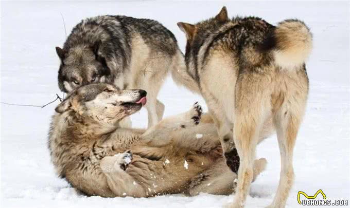 野狼诱杀牧羊犬,只为向牧民复仇?延续千年的人狼之战谁能胜利?