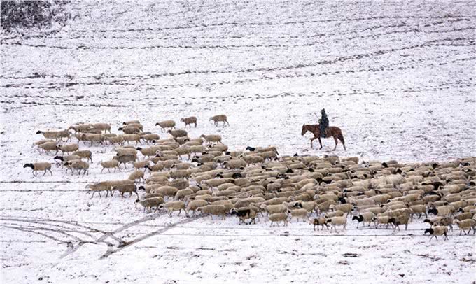 野狼诱杀牧羊犬,只为向牧民复仇?延续千年的人狼之战谁能胜利?