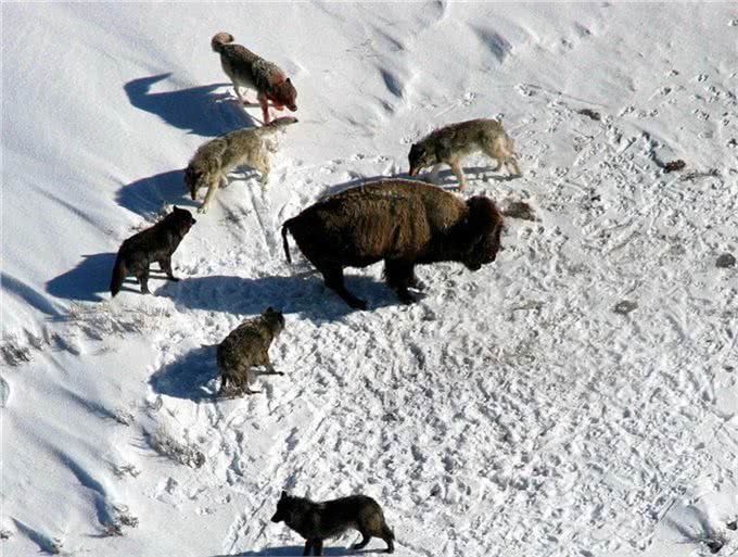 野狼诱杀牧羊犬,只为向牧民复仇?延续千年的人狼之战谁能胜利?