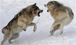 野狼诱杀牧羊犬，只为向牧民复仇?延续千年的人狼之战谁能胜利?