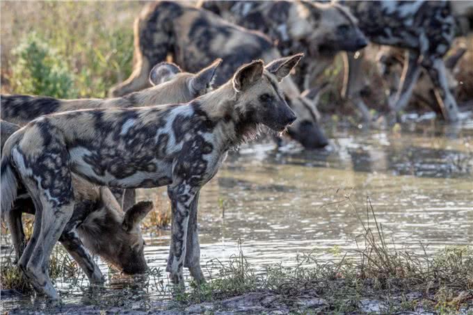 叱咤犬界200万年，竟因为挑食而灭绝