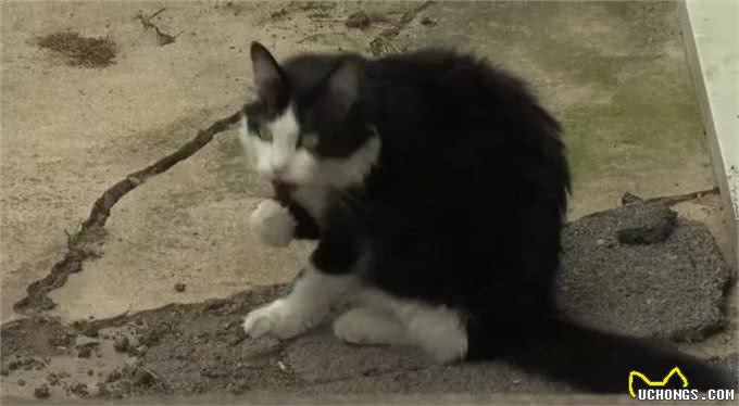 奶牛猫竟然偷鞋成瘾?一夜走12公里行窃，邻居特意拿出鞋让它偷