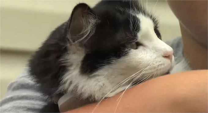 奶牛猫竟然偷鞋成瘾?一夜走12公里行窃，邻居特意拿出鞋让它偷