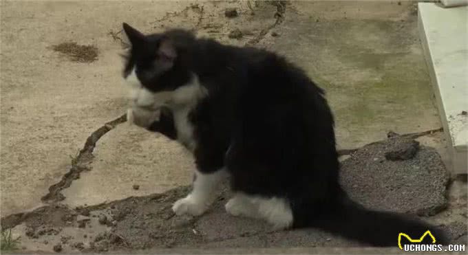 奶牛猫竟然偷鞋成瘾?一夜走12公里行窃，邻居特意拿出鞋让它偷