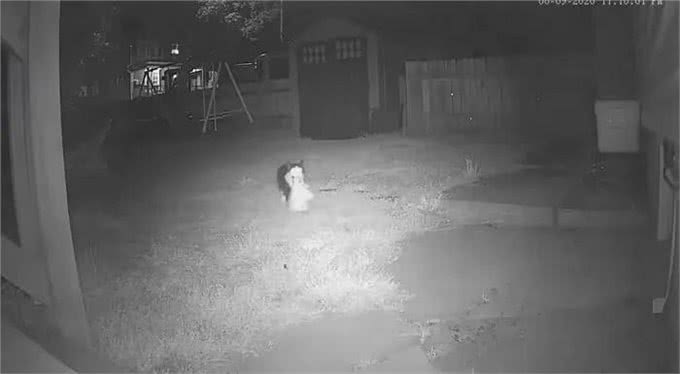 奶牛猫竟然偷鞋成瘾?一夜走12公里行窃，邻居特意拿出鞋让它偷