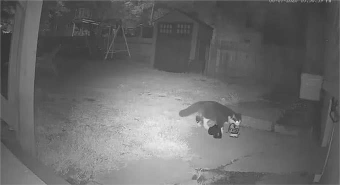 奶牛猫竟然偷鞋成瘾?一夜走12公里行窃，邻居特意拿出鞋让它偷