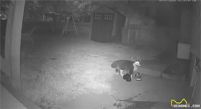 奶牛猫竟然偷鞋成瘾?一夜走12公里行窃，邻居特意拿出鞋让它偷