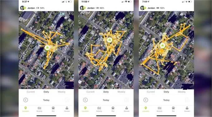 奶牛猫竟然偷鞋成瘾?一夜走12公里行窃，邻居特意拿出鞋让它偷