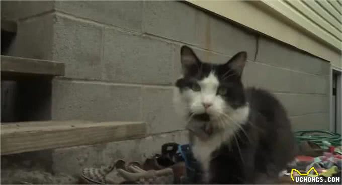 奶牛猫竟然偷鞋成瘾?一夜走12公里行窃，邻居特意拿出鞋让它偷
