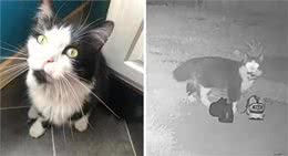 奶牛猫竟然偷鞋成瘾?一夜走12公里行窃，邻居特意拿出鞋让它偷