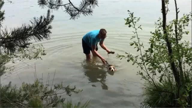 地球上5种最昂贵的犬种,一只狗的价格比你一年的工资还多