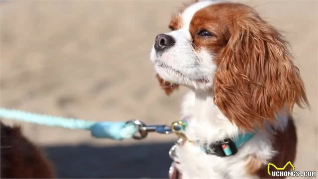 地球上5种最昂贵的犬种,一只狗的价格比你一年的工资还多