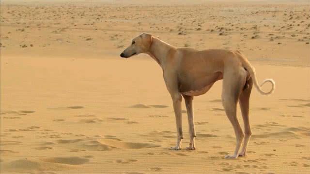 地球上5种最昂贵的犬种,一只狗的价格比你一年的工资还多