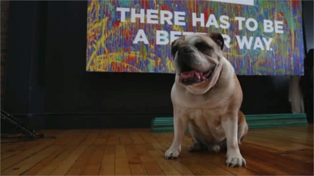 地球上5种最昂贵的犬种,一只狗的价格比你一年的工资还多