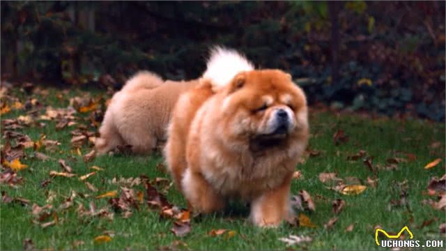 地球上5种最昂贵的犬种,一只狗的价格比你一年的工资还多