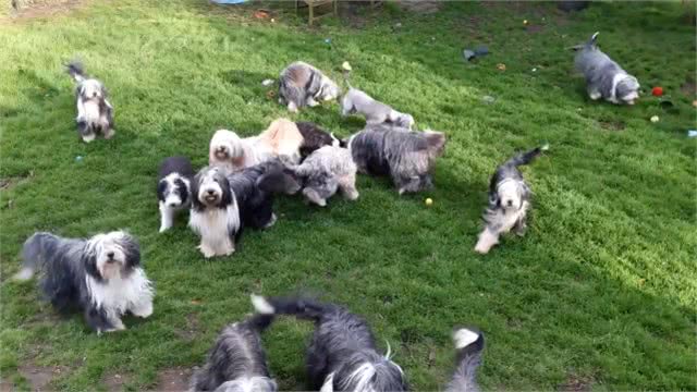 地球上5种最昂贵的犬种，一只狗的价格比你一年的工资还多