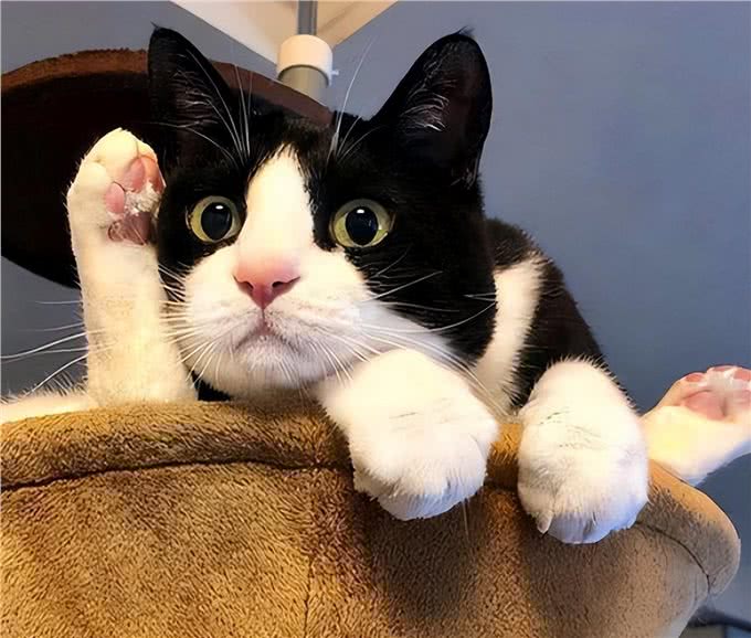 别轻易养这5种猫，太有活力了，就怕你招架不住!