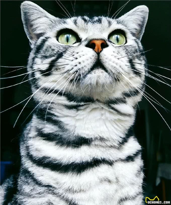 别轻易养这5种猫，太有活力了，就怕你招架不住!