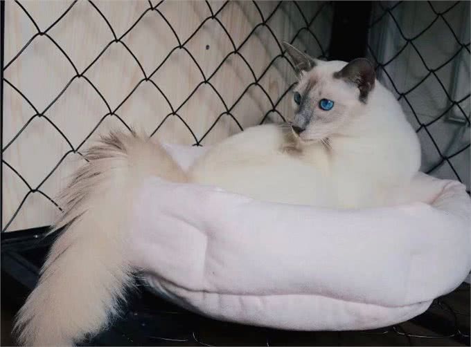 别轻易养这5种猫,太有活力了,就怕你招架不住!