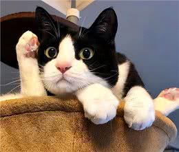 别轻易养这5种猫，太有活力了，就怕你招架不住!