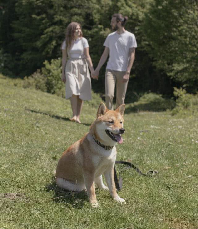 丧尸围城失人性狗咬老人戳人心