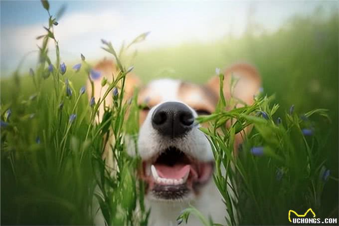 爱犬散步时绕道的秘密:了解狗狗的心思，享受更愉快的散步时光