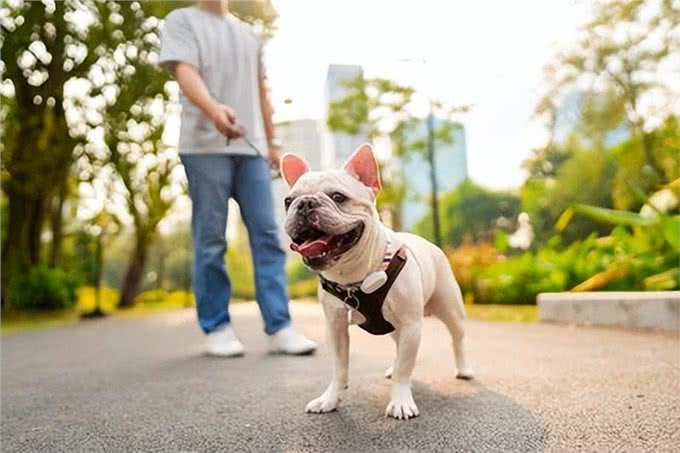 爱犬散步时绕道的秘密:了解狗狗的心思，享受更愉快的散步时光