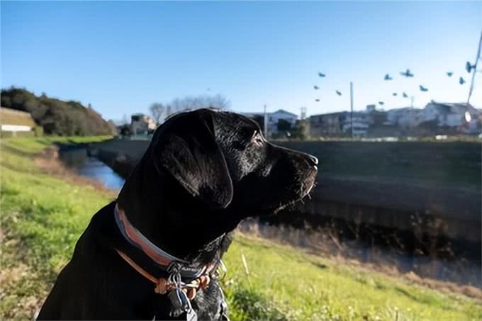 爱犬散步时绕道的秘密:了解狗狗的心思，享受更愉快的散步时光