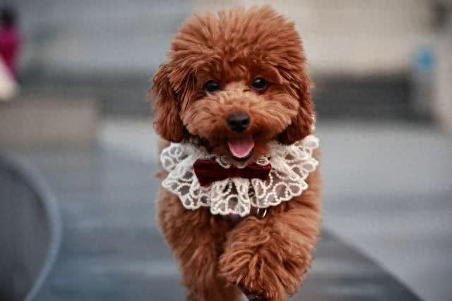 泰迪犬的寿命一般是多久?咱农民也来聊聊