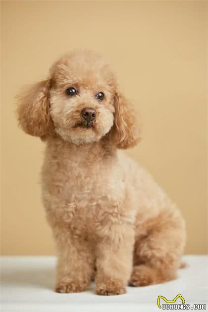 泰迪犬的寿命一般是多久?咱农民也来聊聊