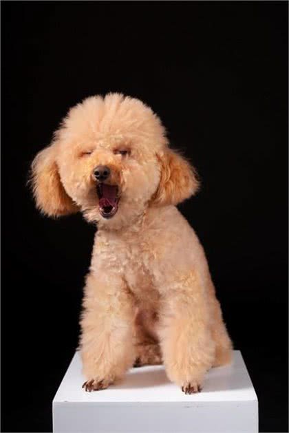 泰迪犬的寿命一般是多久?咱农民也来聊聊