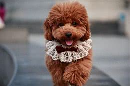 泰迪犬的寿命一般是多久?咱农民也来聊聊