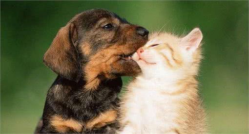 你是不是也经常被狗狗啃咬呢?教你一招就搞定