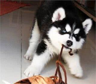 你是不是也经常被狗狗啃咬呢?教你一招就搞定