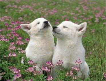 你是不是也经常被狗狗啃咬呢?教你一招就搞定