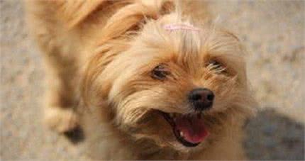 你是不是也经常被狗狗啃咬呢?教你一招就搞定