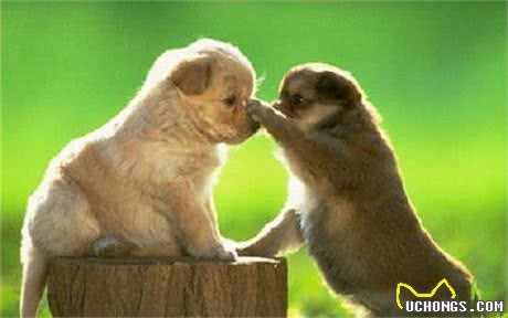 你是不是也经常被狗狗啃咬呢?教你一招就搞定