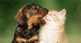 你是不是也经常被狗狗啃咬呢?教你一招就搞定