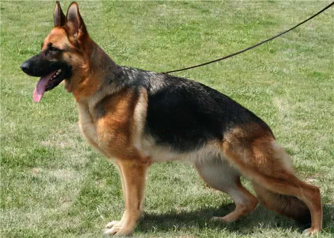 这几种乖狗狗,家里养一只,会很有福气